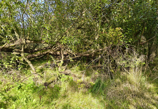 Kolding Ådal