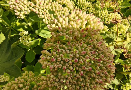 IMG20250809142440