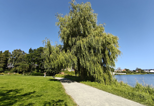Slotssøen & Koldinghus