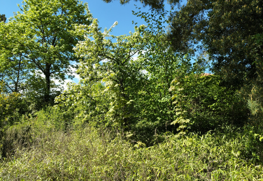 IMG20250505143216