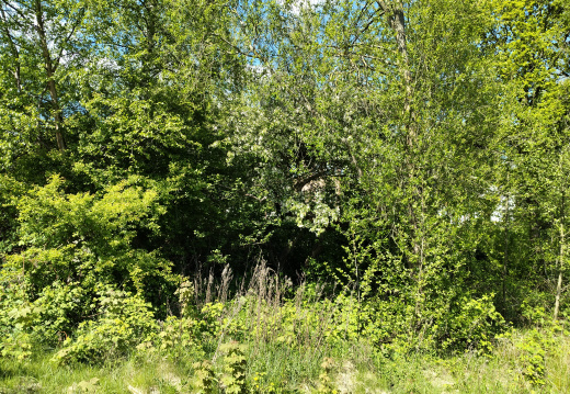 IMG20250505143740